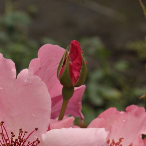 Rosa Dainty Bess - rózsaszín - Szimpla virágú - magastörzsű rózsafa- egyenes szárú koronaforma